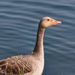 54915405519 9b94a016f7 B 150x150